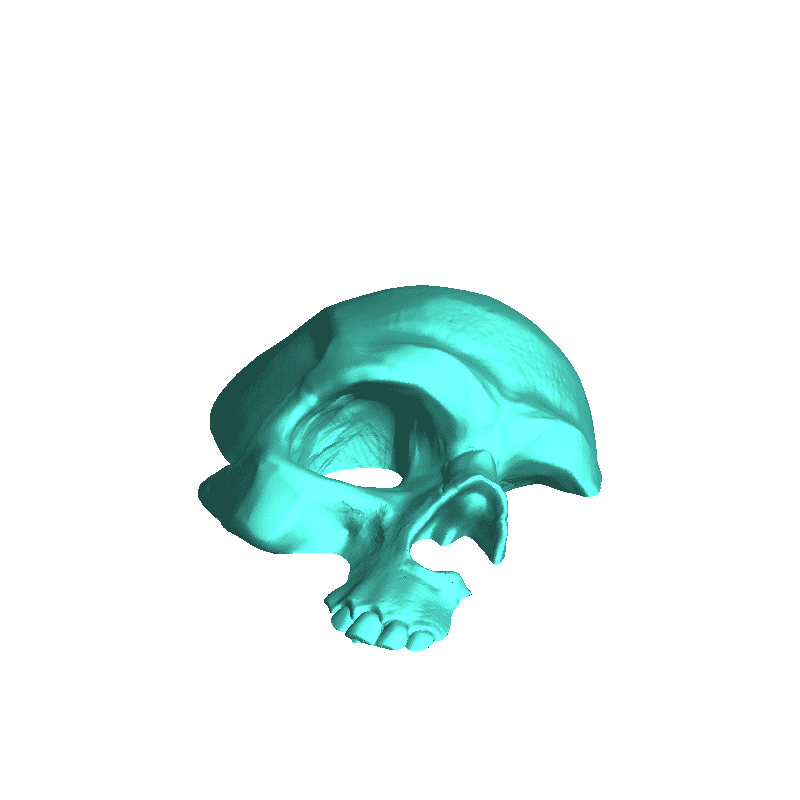 Skull for walls