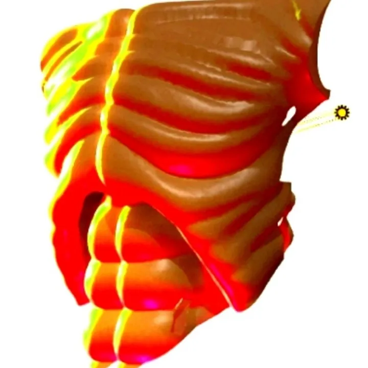 PECTORIAL CHEST MUSCLE PLATE/SHEEN