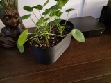 plant pot-1