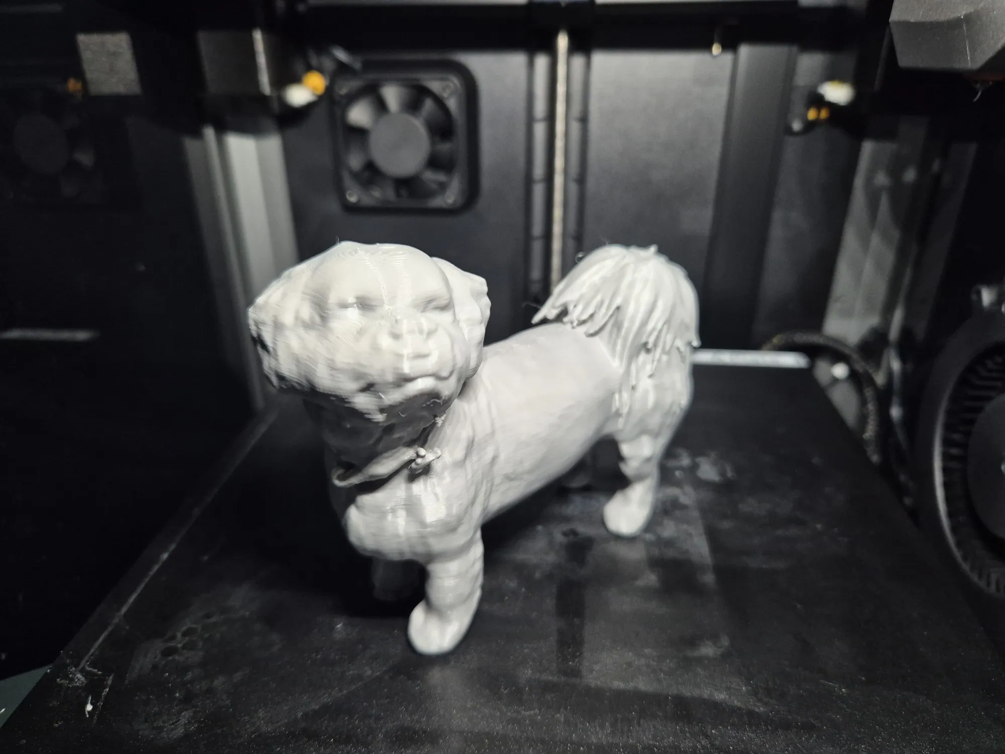 Lhasa Apso-2