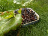Garden Mulch Ring-2