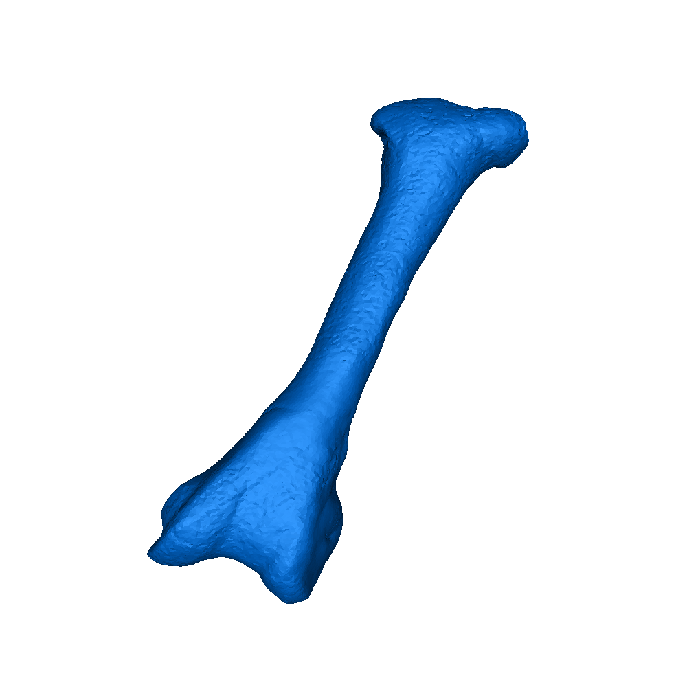 🦤 dodo bird skeleton 