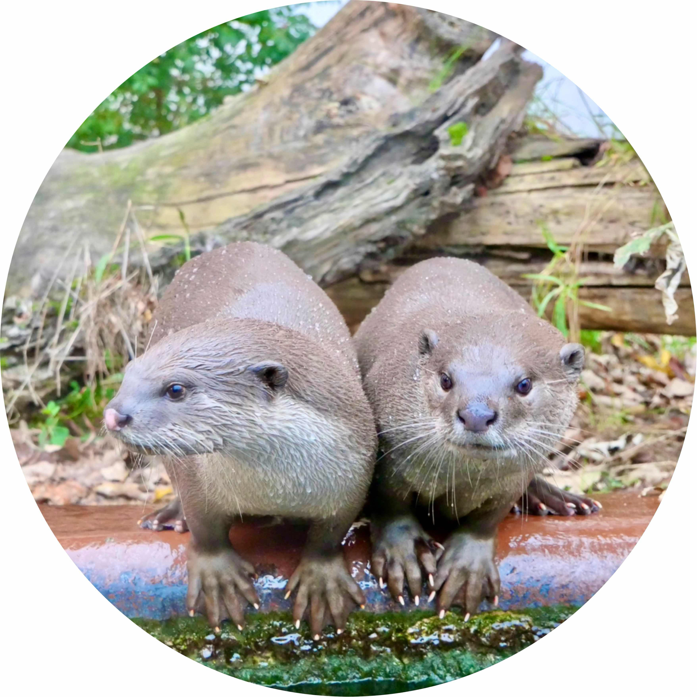 avatar of GreenGiant