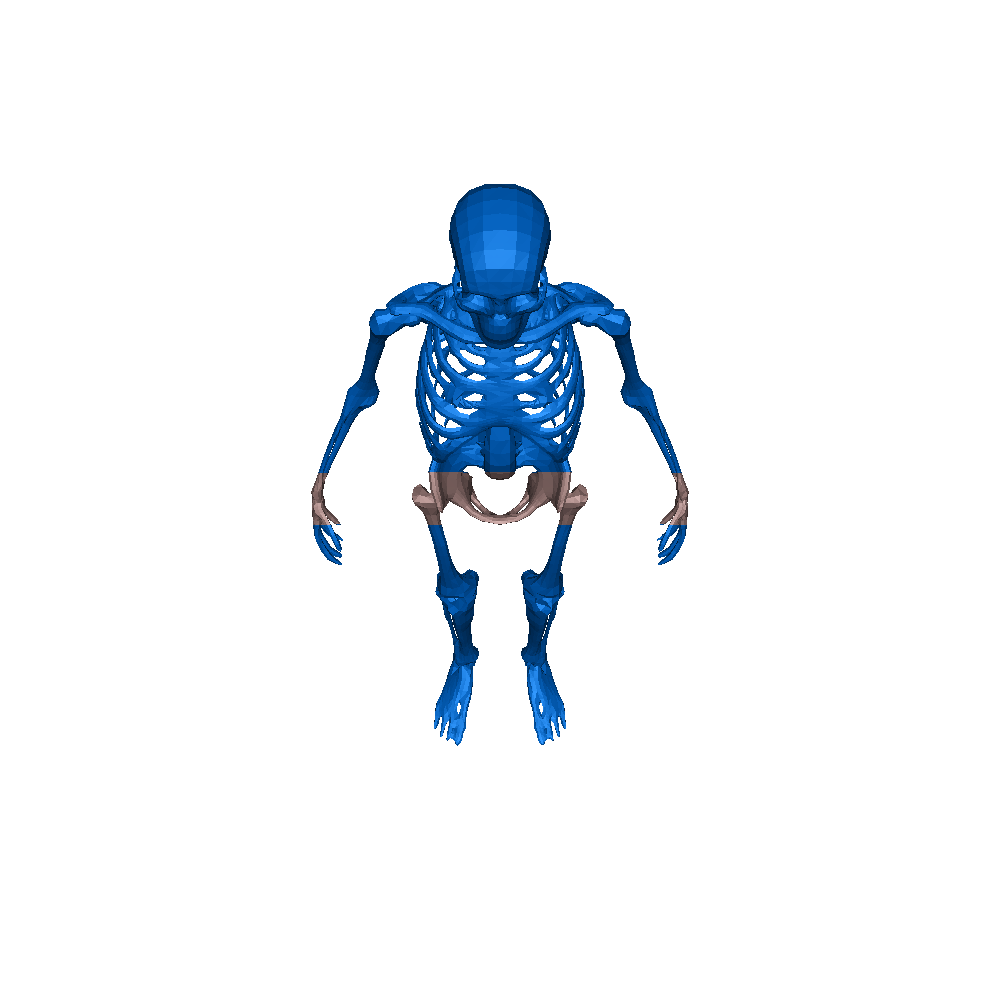 Halloween skeleton