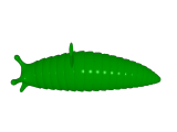 slug with shells-2