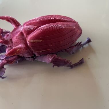 Horned Scarab Beetle-0