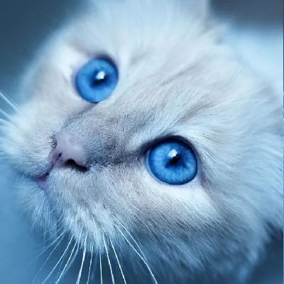 CatReality