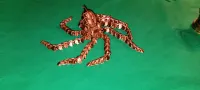 Flexi Steampunk Octopus Long Tentacles (Spiral, Articulated-5