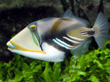 Black Bar Triggerfish-0