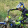 avatar of Cascao
