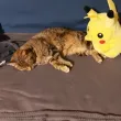 3D Pokemon