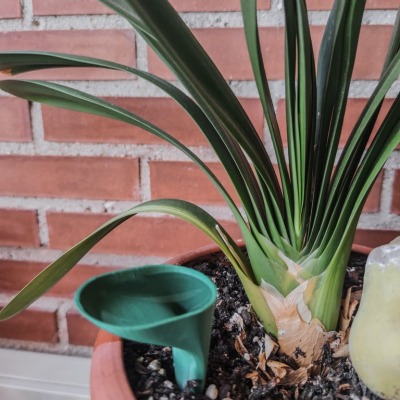 Self-Watering 