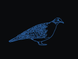 Bronze Wing Dove-0