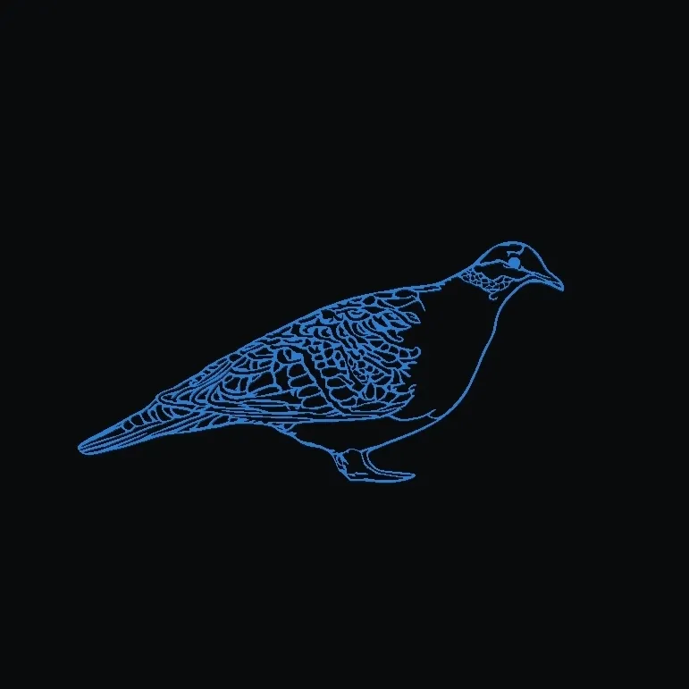 Bronze Wing Dove