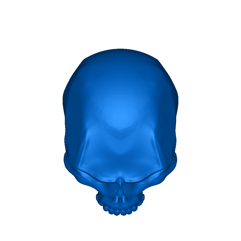 skull