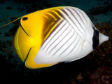 Threadfin Butterflyfish-0