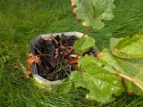 Garden Mulch Ring-3
