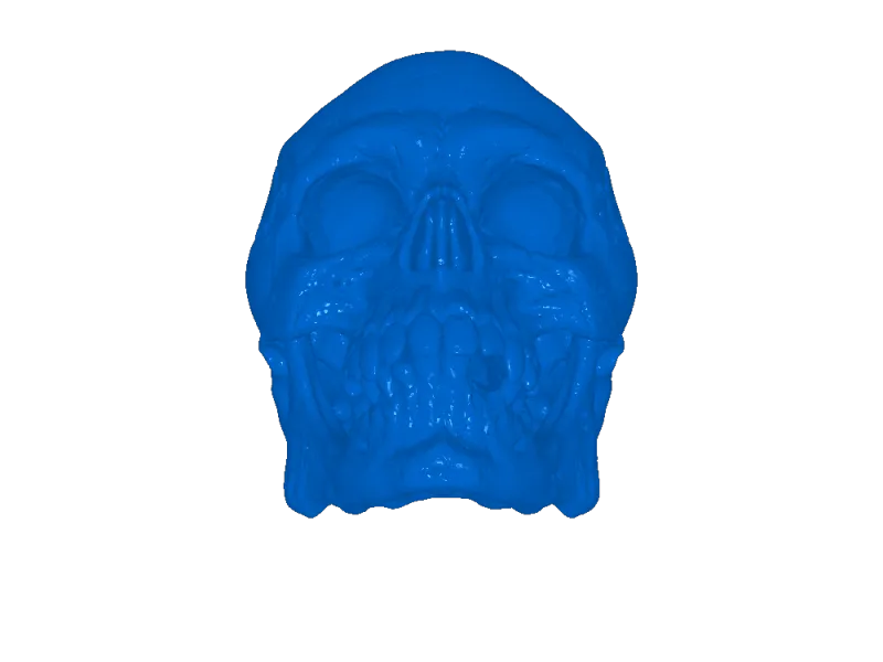 骷髏頭skull