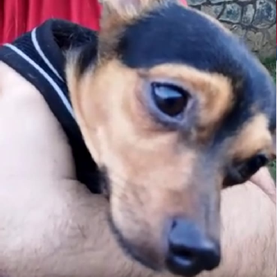 avatar of geawolve