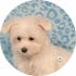avatar of user5919705218