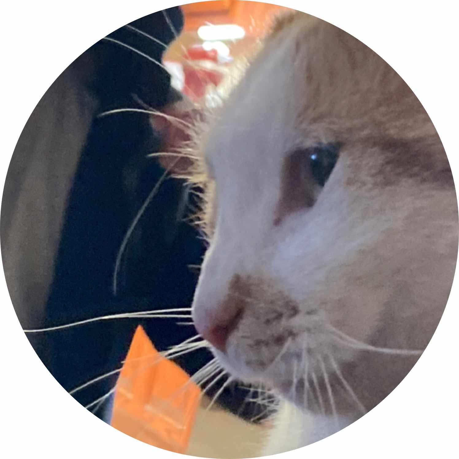 avatar of CommanderCole31