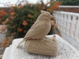 Little sparrow-2