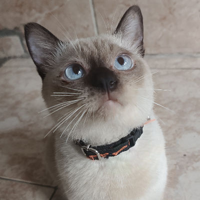 avatar of Kochii