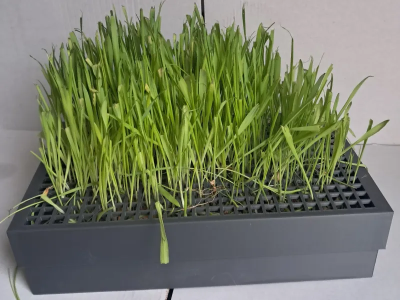 kattengrasbak