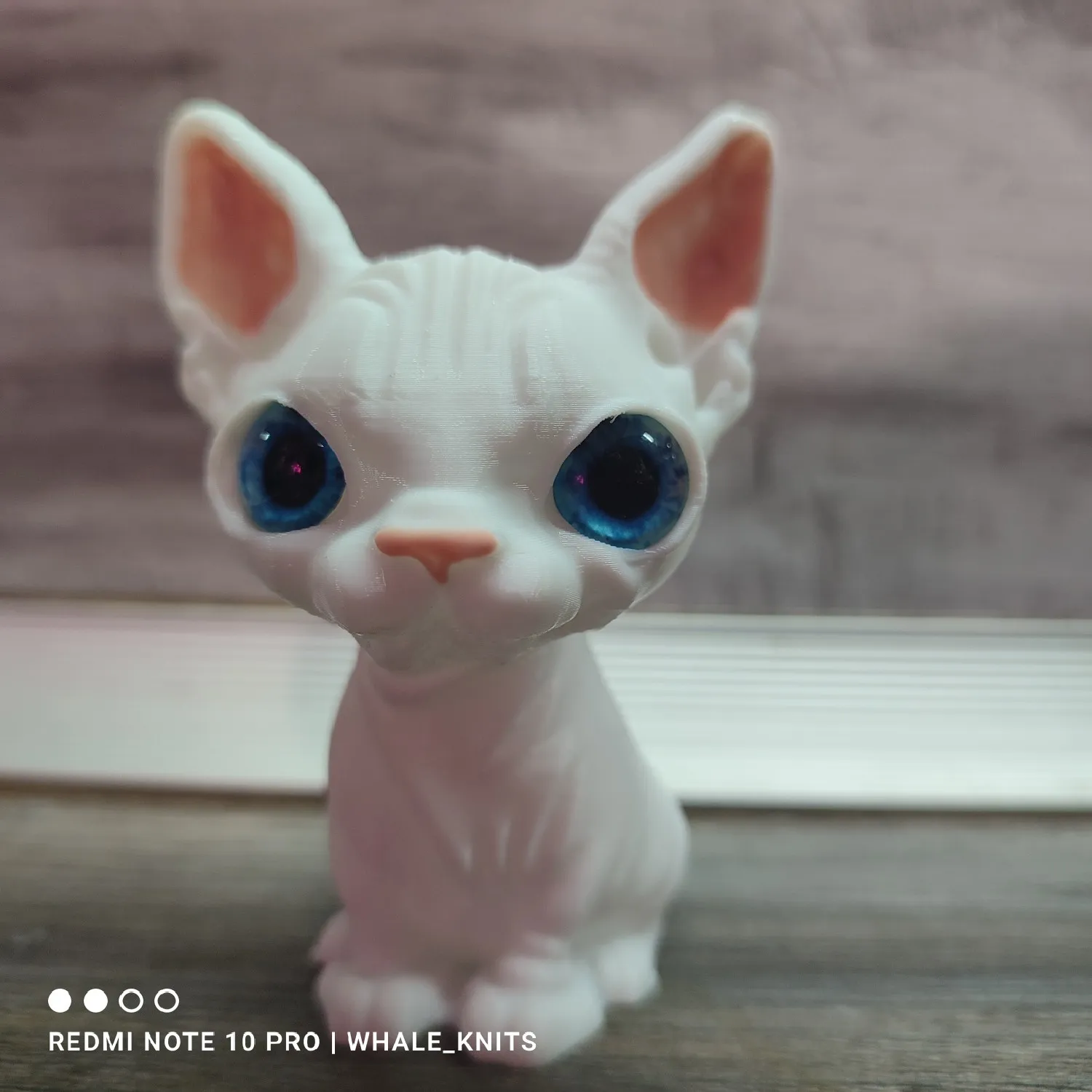 sphynx cat-3