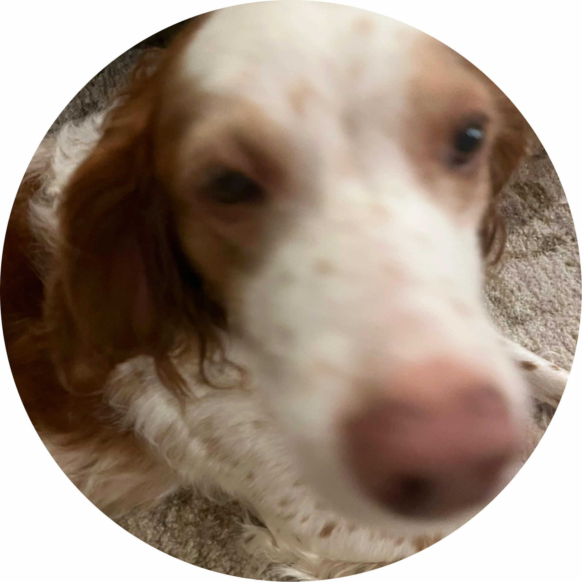 avatar of Pecan 3d