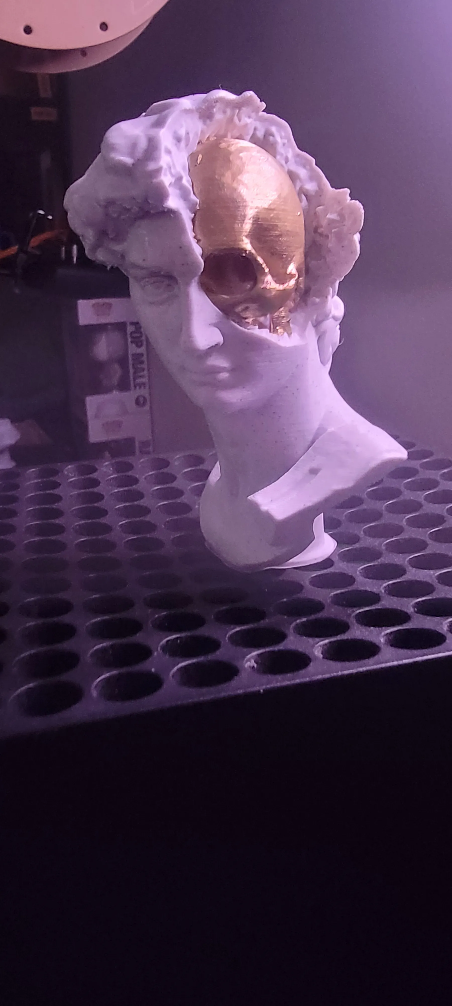 David's Cranium-1
