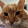 avatar of Bruno_jr