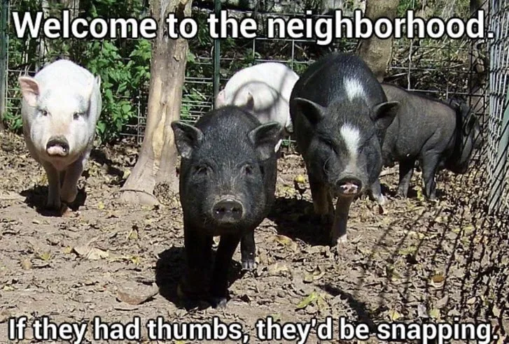 The 3d printing pigs