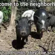 The 3d printing pigs