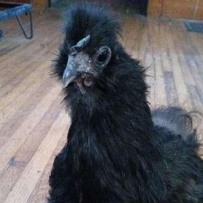 avatar of Allstar Creatives