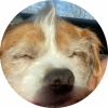 avatar of Brownsfan43138