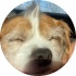 avatar of Brownsfan43138