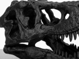A skull-shaped hideout-1