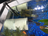 Betta House-1