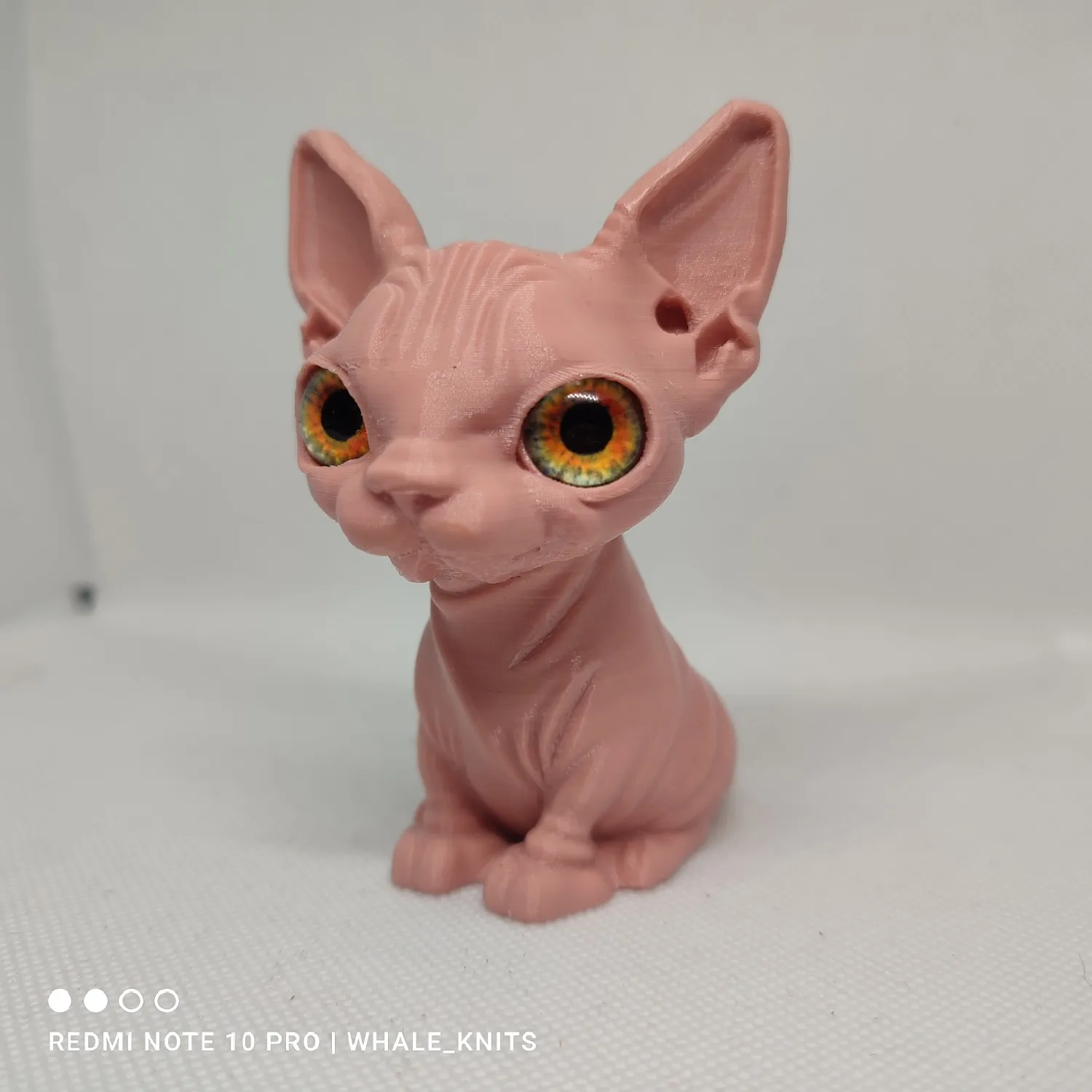 sphynx cat-1