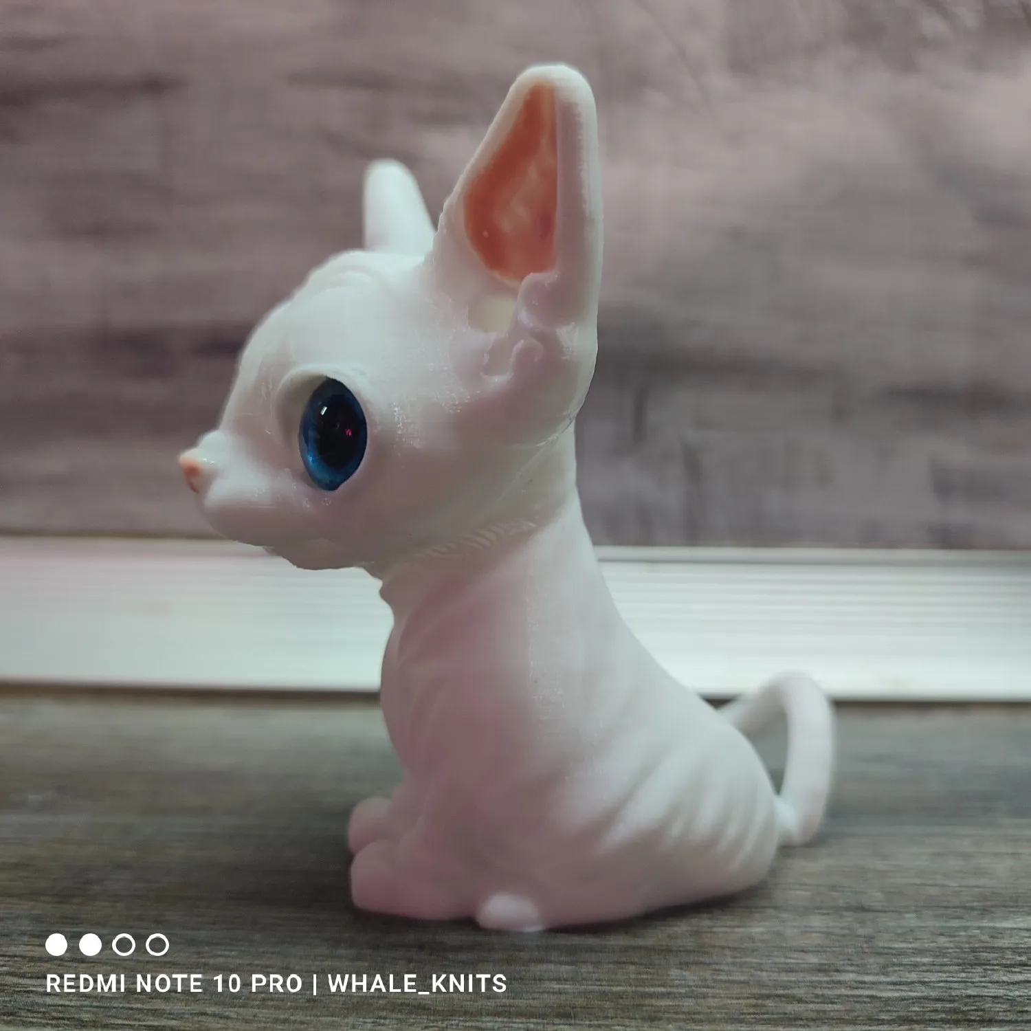 sphynx cat-4