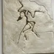 paleo printing