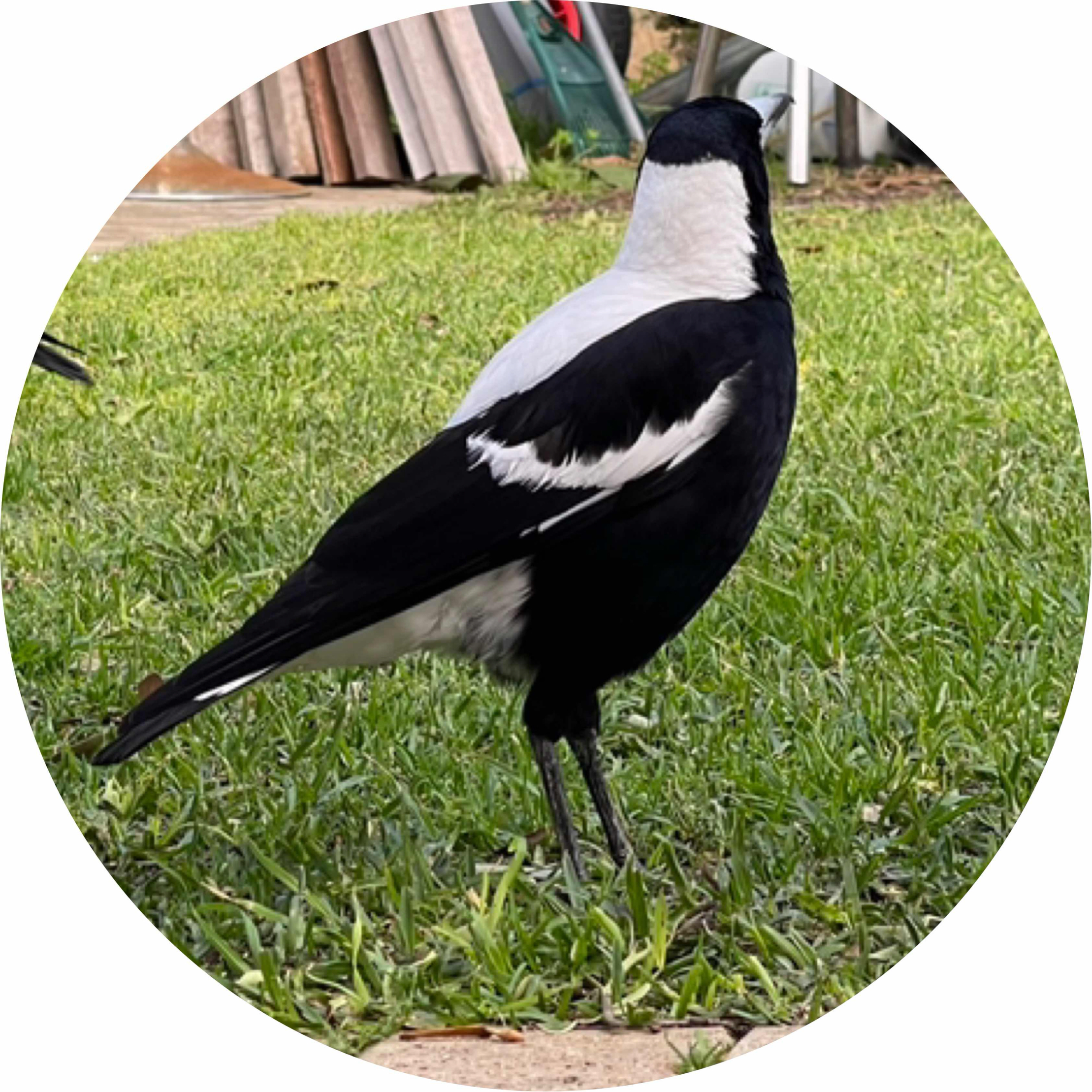 avatar of Sabanakle