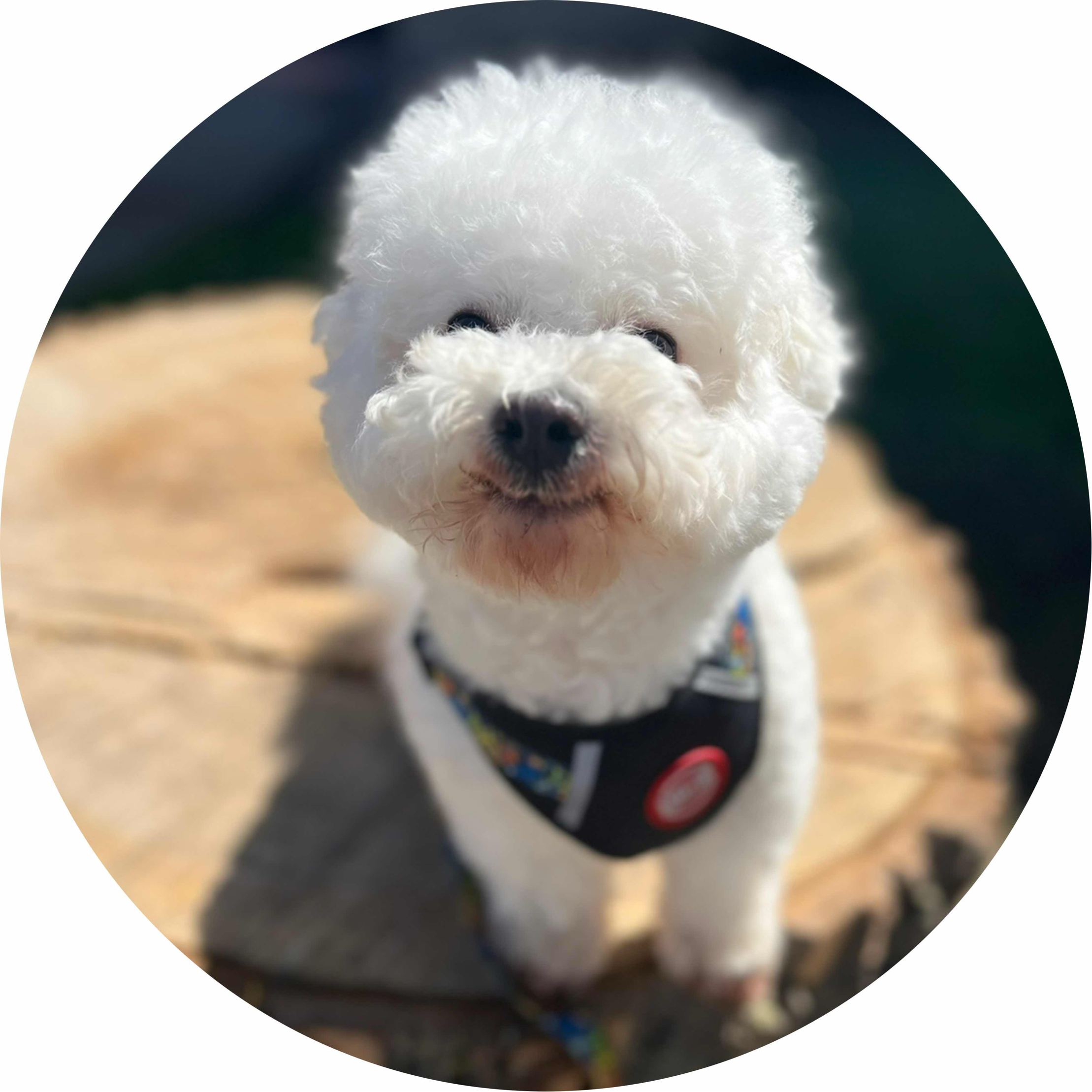 avatar of Balu722711