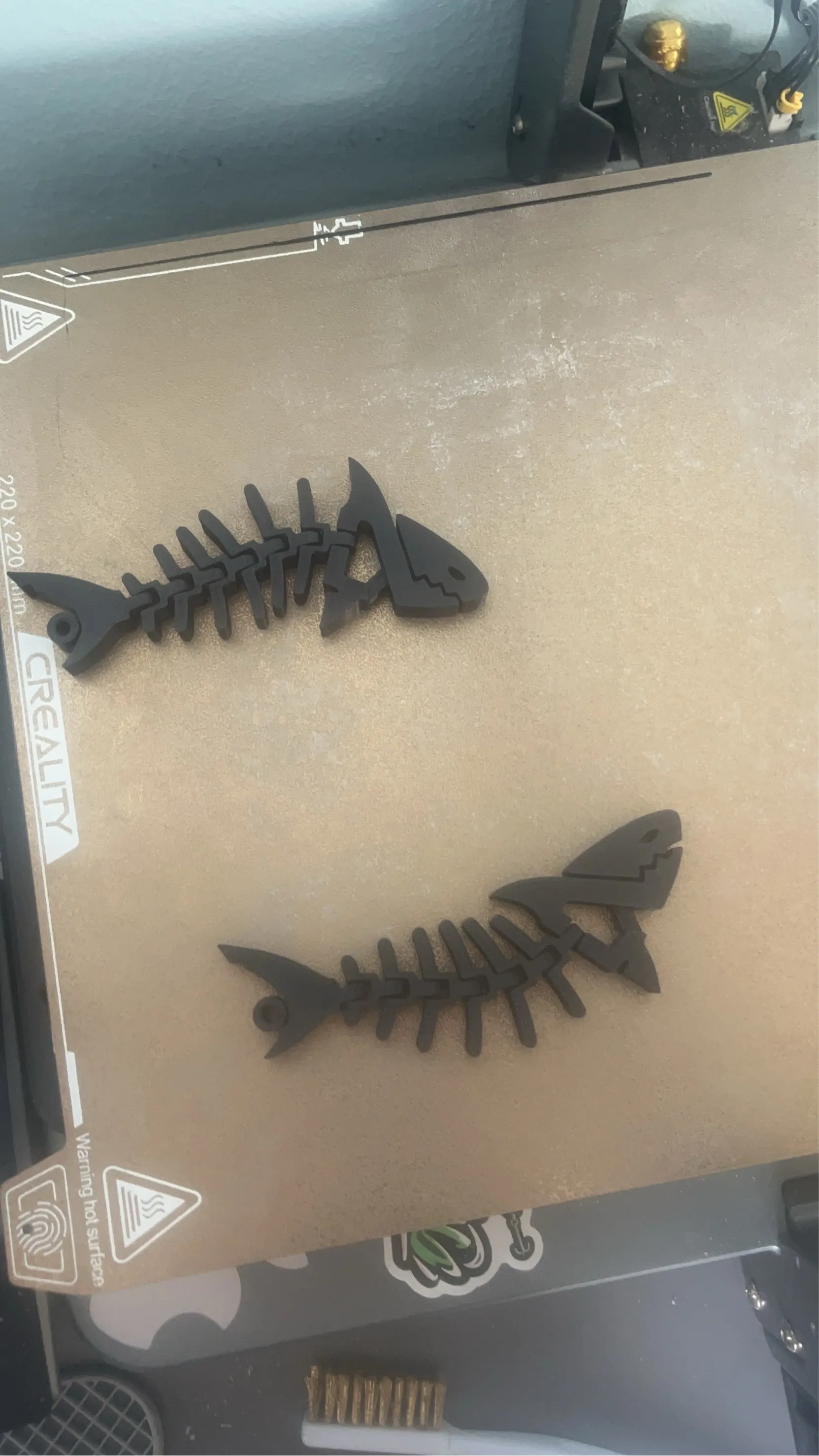 flexy shark -1