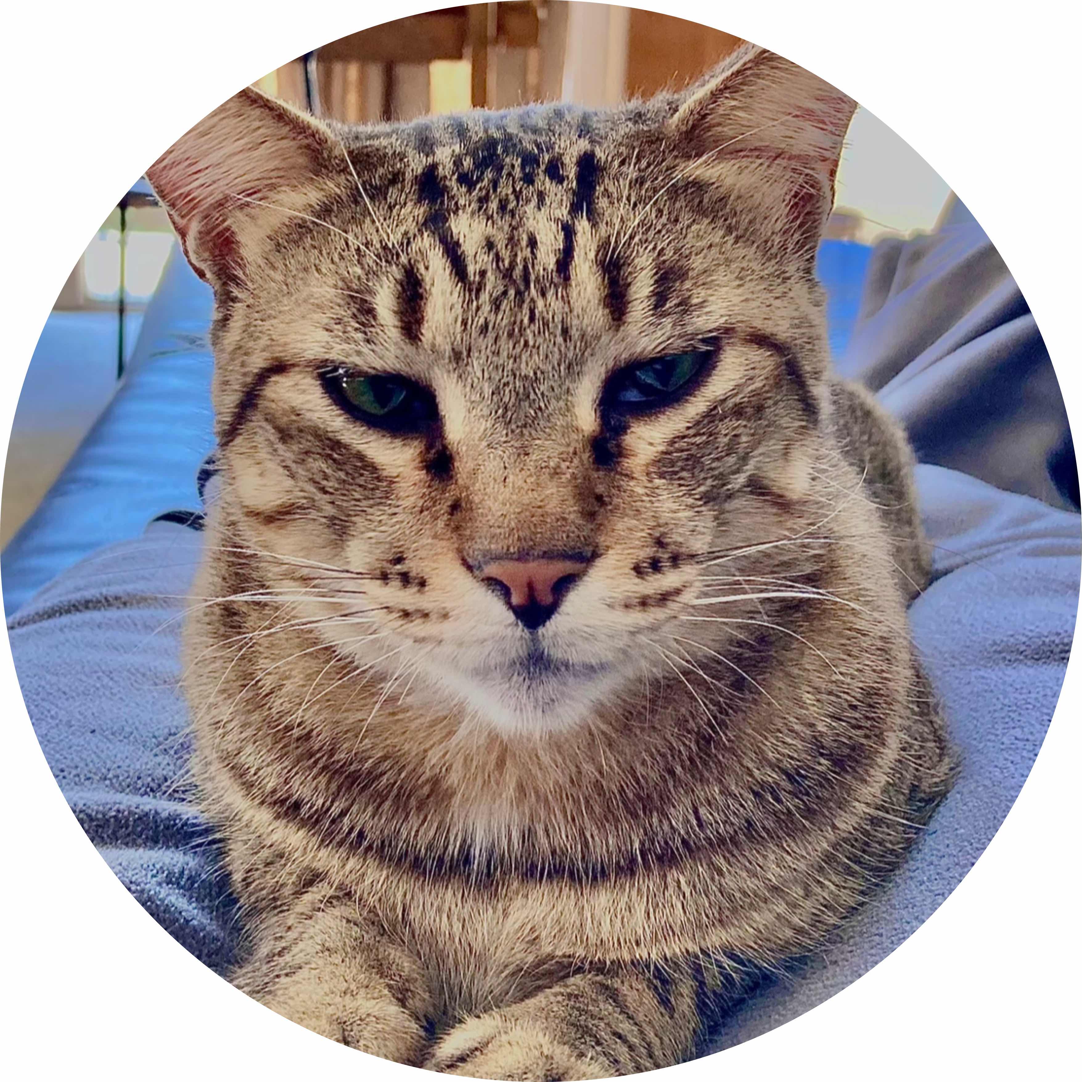 avatar of KTM_kiddo