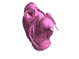 Buste de prédateur-3
