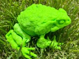 Frog-0
