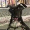 avatar of user4317884920