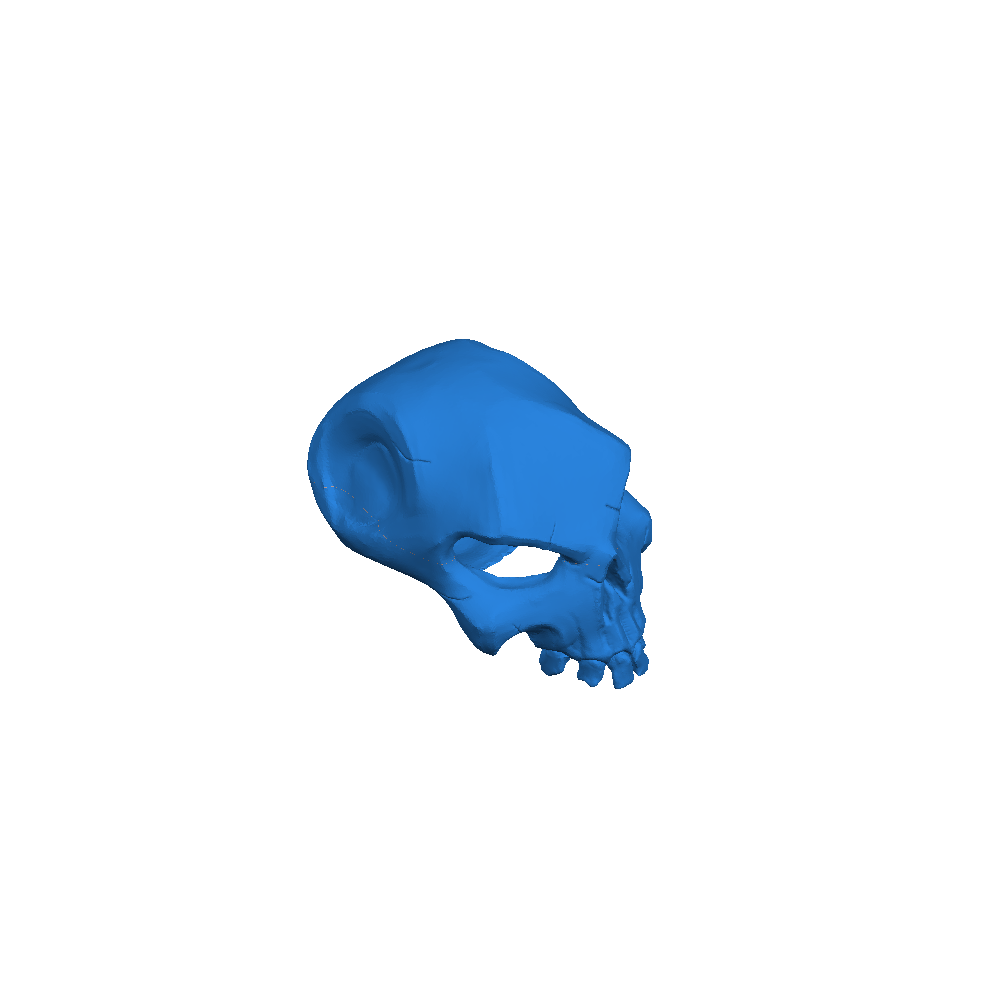 Bounty Skull Sea of thieves